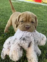 Black Collar AKC, a male Dogue de Bordeaux for sale in Fairland, OK – 4 of 10