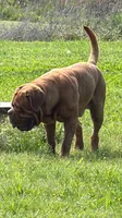 Pink Collar AKC, a female Dogue de Bordeaux for sale in Fairland, OK – 9 of 10
