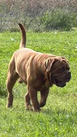 Blue Collar AKC, a female Dogue de Bordeaux for sale in Fairland, OK – 6 of 7