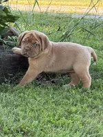 Pink Collar AKC, a female Dogue de Bordeaux for sale in Fairland, OK – 4 of 10