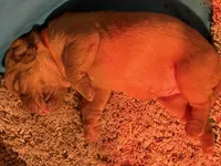 Orange, a female Dogue de Bordeaux for sale in Fairland, OK – Photo 9 of 10