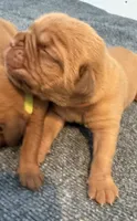Orange, a female Dogue de Bordeaux for sale in Fairland, OK – Photo 2 of 10