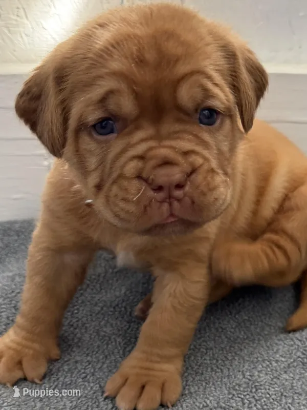 Orange – Dogue de Bordeaux puppy for sale in Fairland, OK