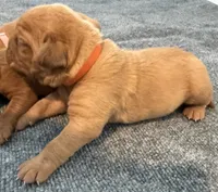 Orange, a female Dogue de Bordeaux for sale in Fairland, OK – Photo 7 of 10