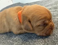 Orange, a female Dogue de Bordeaux for sale in Fairland, OK – Photo 5 of 10