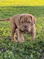 Black Collar AKC, a male Dogue de Bordeaux for sale in Fairland, OK – 5 of 10