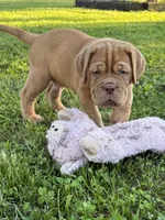 Black Collar AKC, a male Dogue de Bordeaux for sale in Fairland, OK – 7 of 10