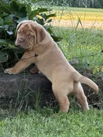 Pink Collar AKC, a female Dogue de Bordeaux for sale in Fairland, OK – 5 of 10