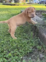 Black Collar AKC, a male Dogue de Bordeaux for sale in Fairland, OK – 8 of 10
