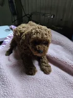 Charlie, a male Poodle - Toy  for sale in Bedford, IN – Photo 2 of 2