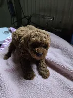 Charlie, a male Poodle - Toy  for sale in Bedford, IN – Photo 1 of 2