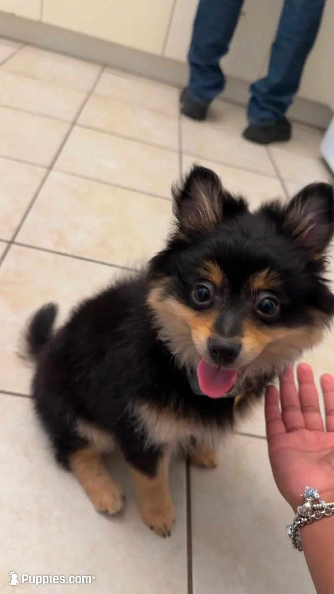 Milo – Pomeranian puppy for sale in Chicago, IL