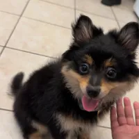 Milo, a male Pomeranian for sale in Chicago, IL – Photo 4 of 4