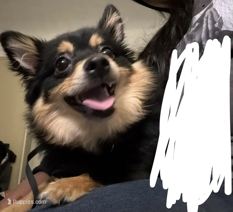 Milo – Pomeranian puppy for sale in Chicago, IL