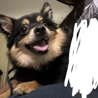 Milo, a male Pomeranian for sale in Chicago, IL – Photo 1 of 4