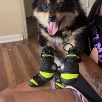 Milo, a male Pomeranian for sale in Chicago, IL – Photo 3 of 4