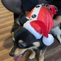 Milo, a male Pomeranian for sale in Chicago, IL – Photo 2 of 4