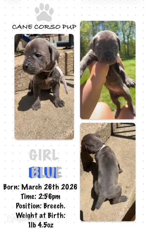 Blue Cane Corso Girl  – Cane Corso puppy for sale in Fulton, MO
