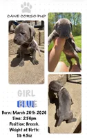 Blue Cane Corso Girl , a female Cane Corso for sale in Fulton, MO – 1 of 1