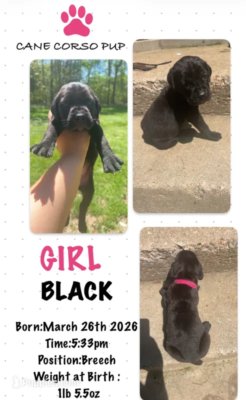 Black Cane Corso Girl  – Cane Corso puppy for sale in Fulton, MO