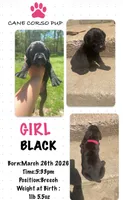 Black Cane Corso Girl , a female Cane Corso for sale in Fulton, MO – 1 of 1