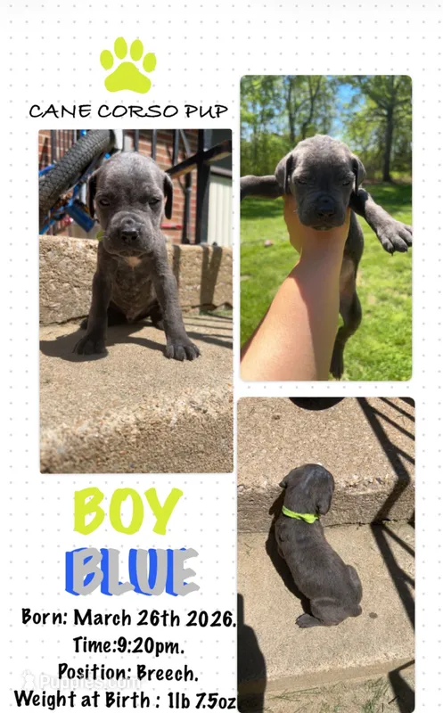 Blue Cane Corso Boy  – Cane Corso puppy for sale in Fulton, MO
