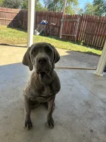 Nani, a female Cane Corso for sale in Fulton, MO – 2 of 2