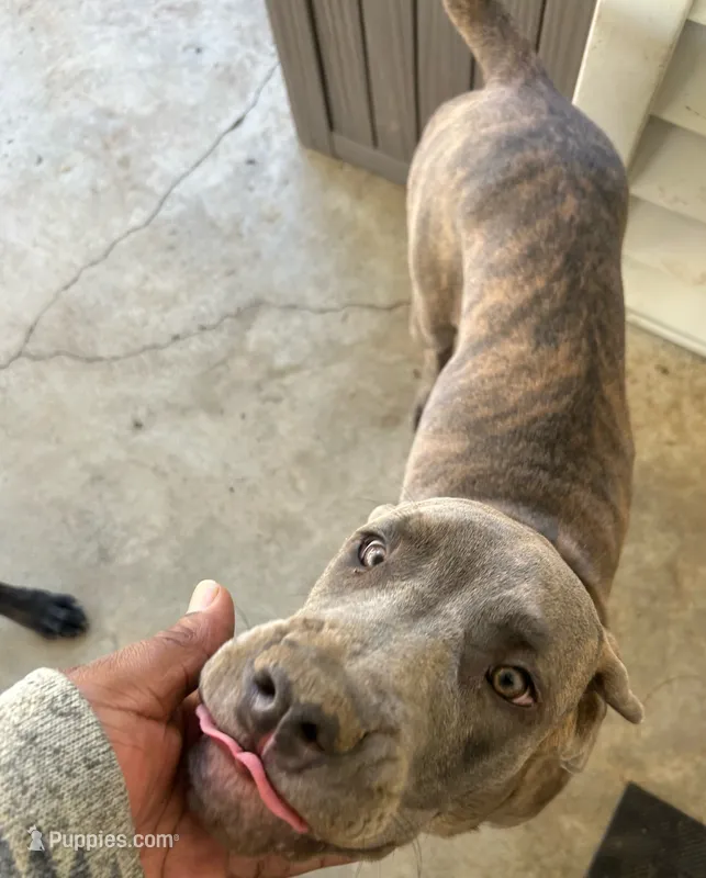 Nani – Cane Corso puppy for sale in Fulton, MO