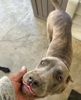 Nani, a female Cane Corso for sale in Fulton, MO – 1 of 2
