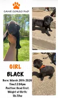 Black Cane Corso Girl , a female Cane Corso for sale in Fulton, MO – 1 of 1