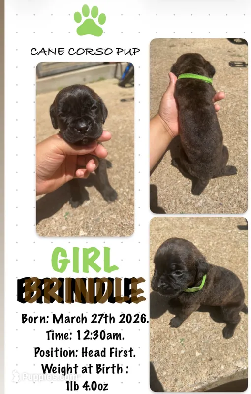 Brindle Cane Corso Girl  – Cane Corso puppy for sale in Fulton, MO