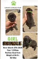 Brindle Cane Corso Girl , a female Cane Corso for sale in Fulton, MO – 1 of 1