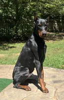 Nero, a male Doberman Pinscher for sale in Charlotte, NC – 3 of 4