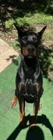 Nero, a male Doberman Pinscher for sale in Charlotte, NC – 2 of 4