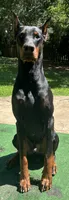 Nero, a male Doberman Pinscher for sale in Charlotte, NC – 4 of 4