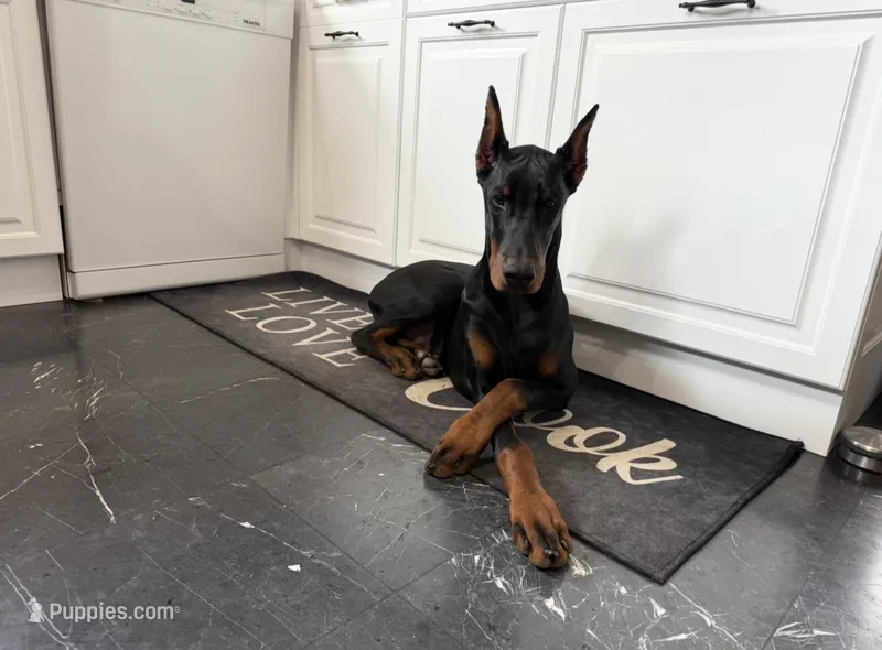 Nero – Doberman Pinscher puppy for sale in Charlotte, NC