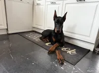 Nero, a male Doberman Pinscher for sale in Charlotte, NC – 1 of 4