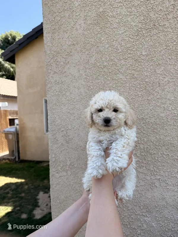 Puppy Six – Maltipoo puppy for sale in Bakersfield, CA