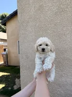 Puppy Six, a male Maltipoo for sale in Bakersfield, CA – 1 of 2
