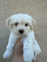 Puppy Three, a female Maltipoo for sale in Bakersfield, CA – 2 of 2