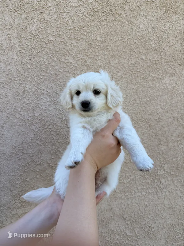 Puppy Four  – Maltipoo puppy for sale in Bakersfield, CA