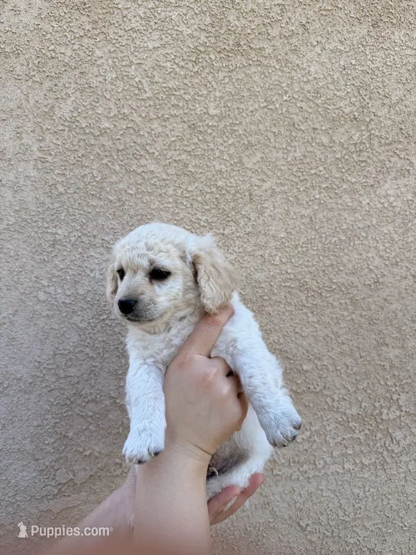 Puppy Five – Maltipoo puppy for sale in Bakersfield, CA