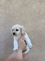 Puppy Five, a male Maltipoo for sale in Bakersfield, CA – 1 of 1