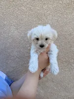 Puppy Two, a female Maltipoo for sale in Bakersfield, CA – 1 of 1