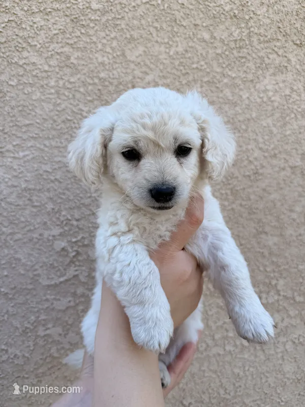 Puppy One – Maltipoo puppy for sale in Bakersfield, CA