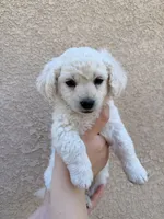 Puppy One, a male Maltipoo for sale in Bakersfield, CA – 1 of 1