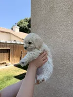 Puppy Six, a male Maltipoo for sale in Bakersfield, CA – 2 of 2