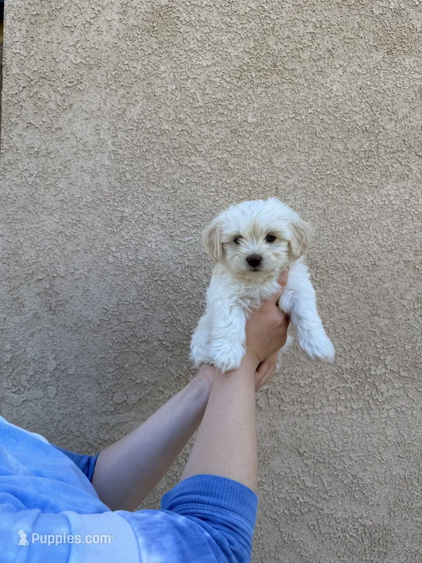 Puppy Three – Maltipoo puppy for sale in Bakersfield, CA