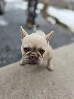 Chloe, a female French Bulldog for sale in New Holland, PA – Photo 4 of 6