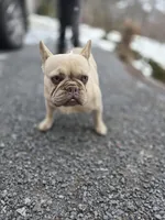 Chloe, a female French Bulldog for sale in New Holland, PA – Photo 6 of 6